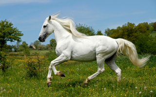 Белая лошадь на весенней поляне