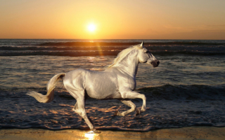 Лошадь у моря