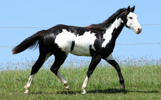 Черно-белая лошадь