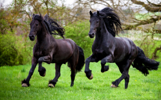 Фризские лошади