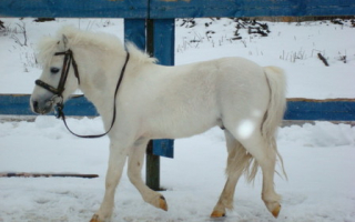 Белая пони