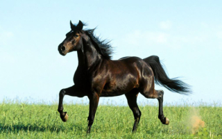 Черный конь на зеленой траве