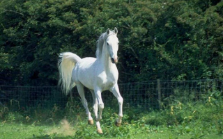 Белая арабская лошадь