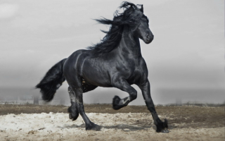 Фризский конь