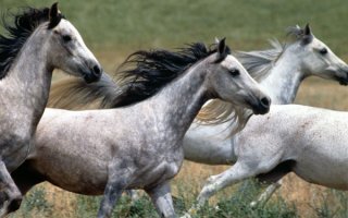 Табун лошадей