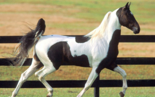 Черно белая лошадь