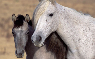 Серебряные кони