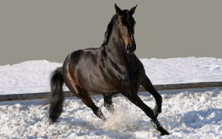 Конь зимой