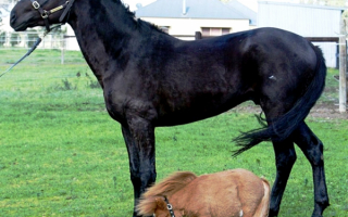 Лошадь и мини лошадь