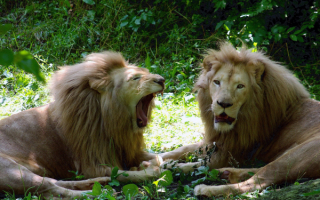 Два льва на траве