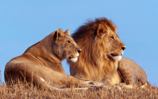 Лев  и львица