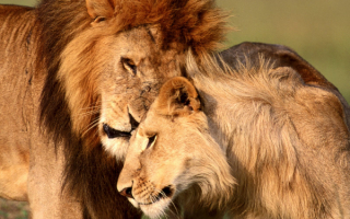 Лев  и  львица