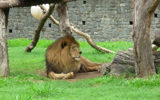 Лев  в зоопарке