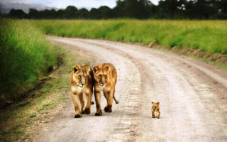 Две львицы и львенок на дороге