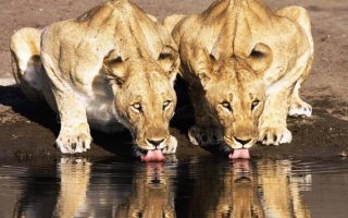Две львицы пьют воду