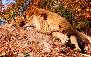 Лев и львенок спят