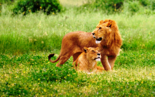 Лев и львица на поляне