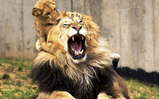 Лев и шаловливый львенок