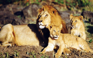 Лев с двумя львятами