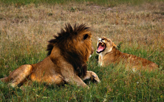 Львица рычит на царя зверей