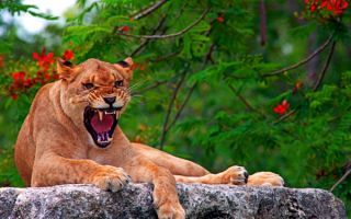Львица сердится