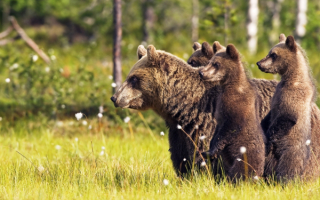 Медведица с тремя медвежатами