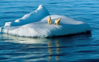 Белые медведи на льдине