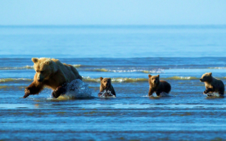 Медведица с медвежатами на рыбалке