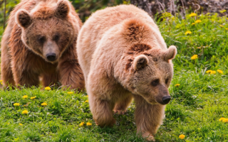 Два бурых медведя
