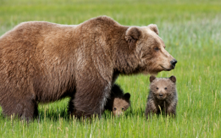 Большая медведица и маленькие медвежата