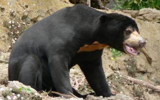 Черный медвежонок ест рыбу