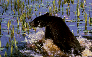 Черный медвежонок в воде