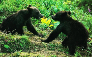 Два медвежонка играют