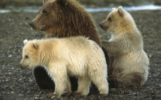 Медведица и два медвежонка у реки