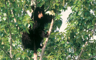 Черный медвежонок на дереве