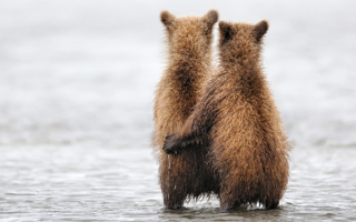 Два мокрых медвежонка