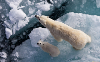Медведи на льдине