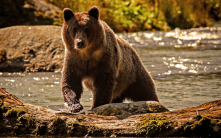 Медведь на реке