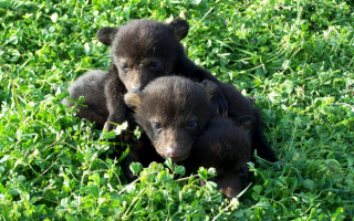 Три медвежонка в зеленой траве