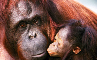 Самка орангутанга с детенышем