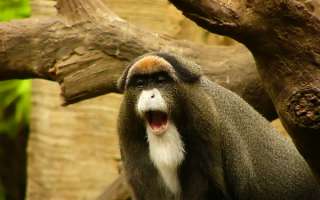 Крик обезьяны
