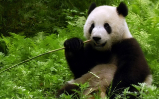 Панда сидит на траве