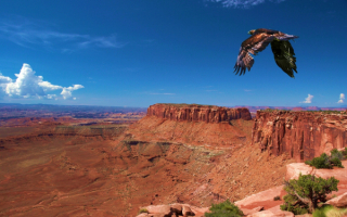 Полет орла над каньоном