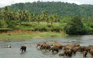Слоны купаются в реке