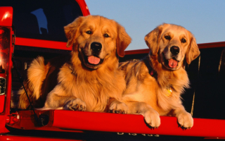 Собаки  пассажиры