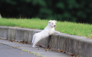 Белый щеночек