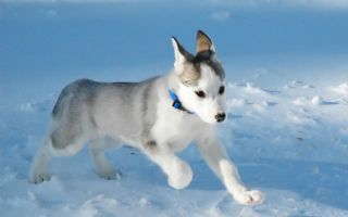 Щенок эскимосской собаки