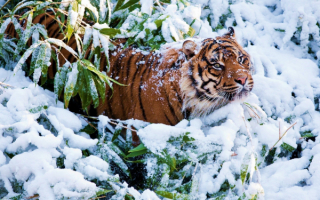 Тигр в заснеженных зарослях