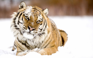 Тигр и снег