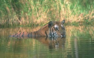 Плавающий тигр